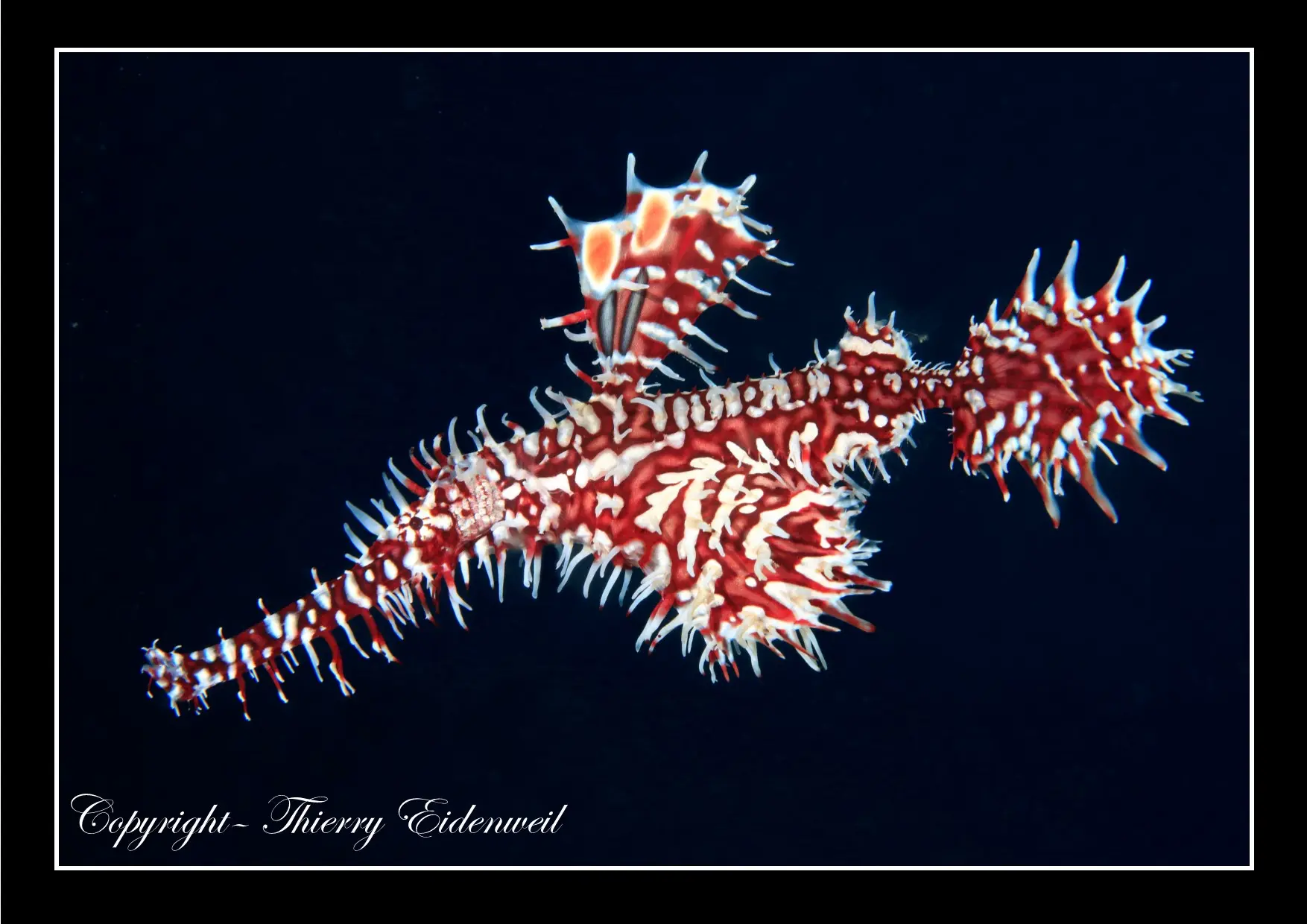 Anilao Macro Dive Media Highlight
